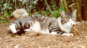 KeWin im Garten