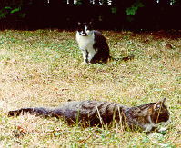 KuH und KeWin im Garten